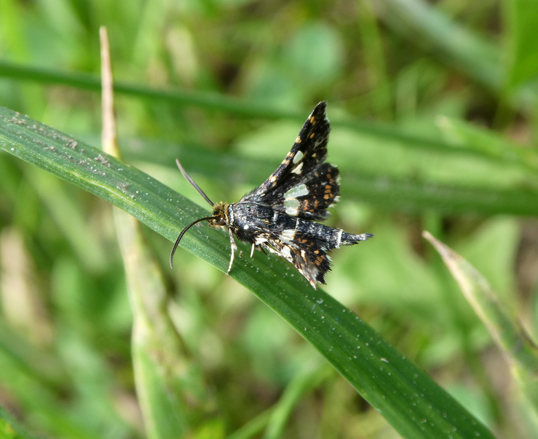 Thyris fenestrella - gyakori ablakosmoly
