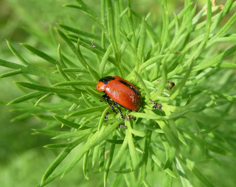 Entomoscelis