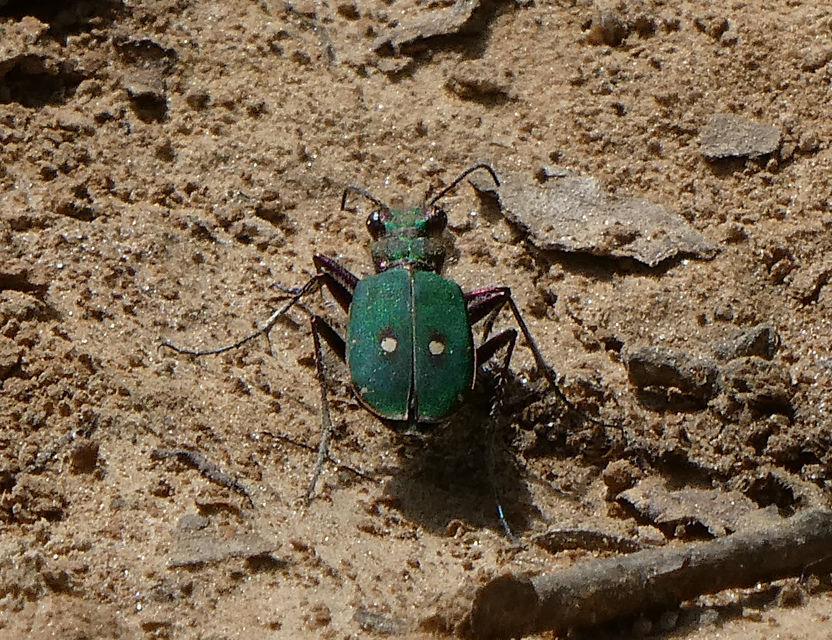 Cicindela campestris - mezei homokfutrinka