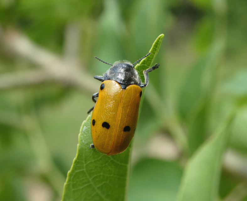 Lachnaia sexpunctata - szőrösnyakú zsákhordóbogár