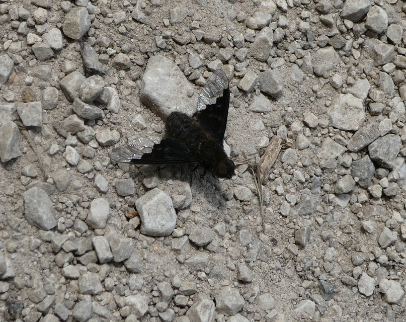 Hemipenthes morio - közönséges gyászlégy