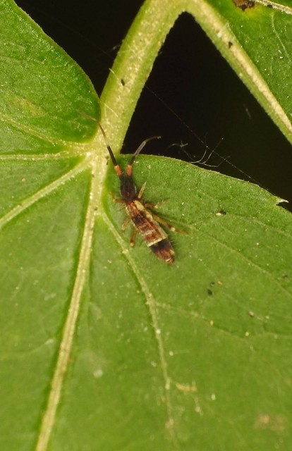 Collembola - Ugróvillások