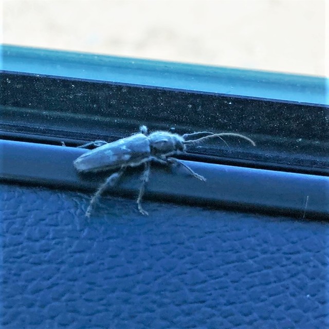 Hylotrupes bajulus - házicincér