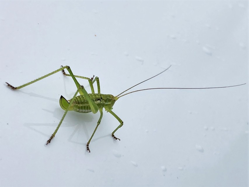 Leptophyes albovittata - közönséges virágszöcske
