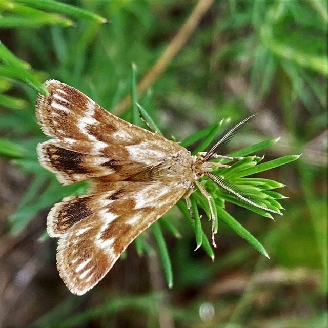 Synaphe moldavica - moldovai fényilonca