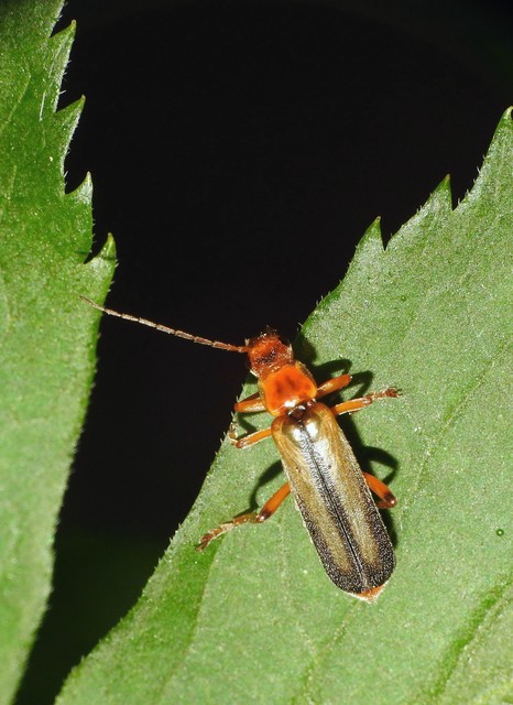 Metacantharis discoidea - fenyves-lágybogár