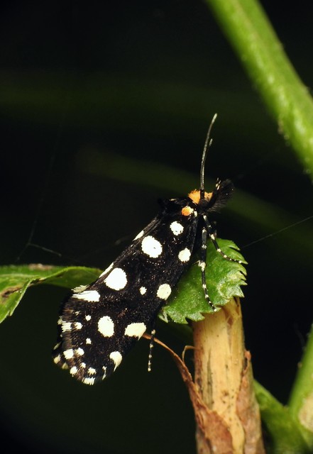 Euplocamus anthracinalis - fésűscsápú korhadékmoly