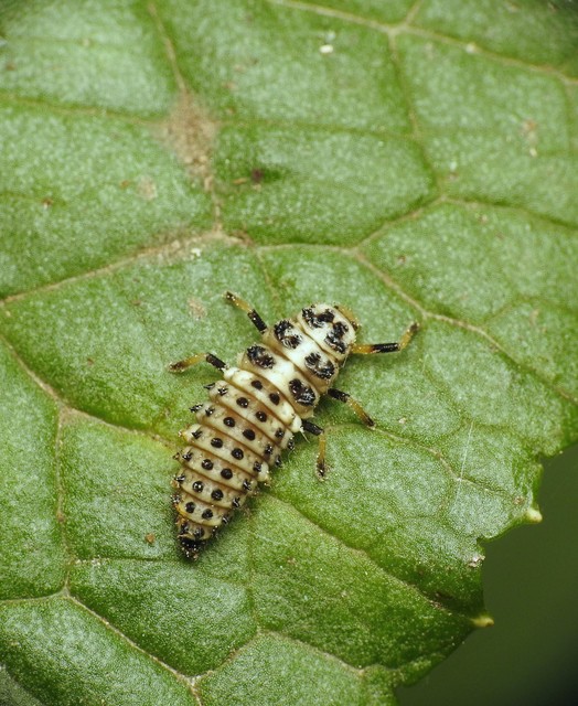 Chrysomelidae - levélbogárfélék