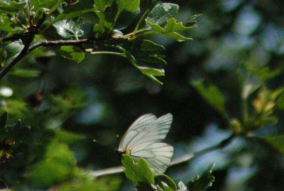 Aporia crataegi - galagonyalepke