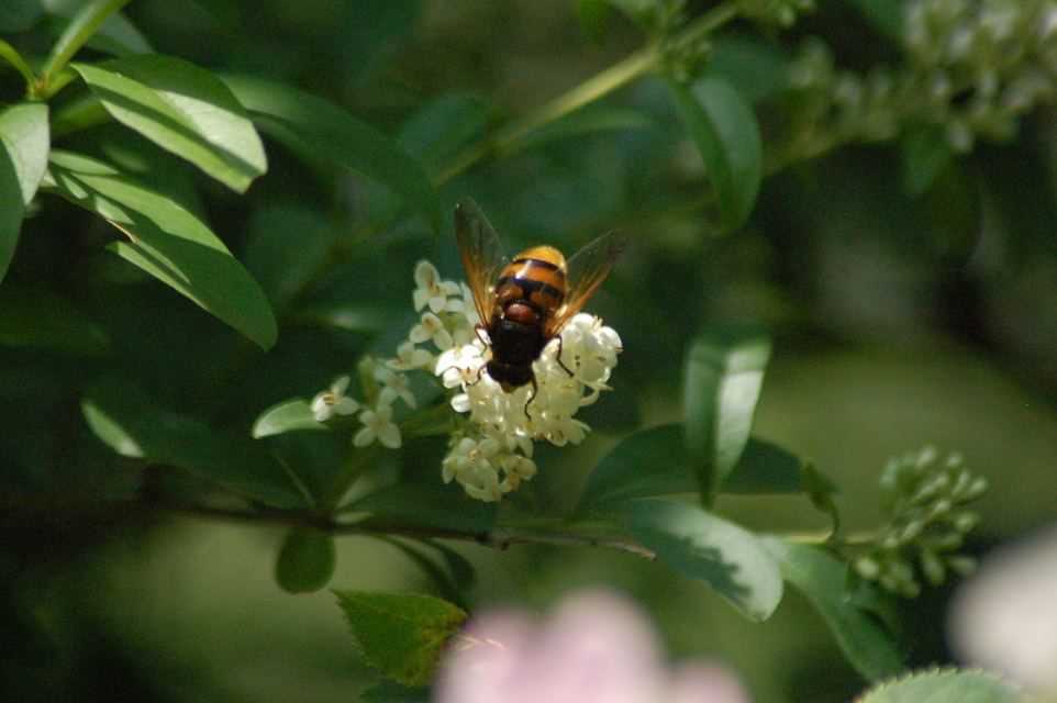 Volucella zonaria - kétöves pihelégy Volucella zonaria - kétöves pihelégy