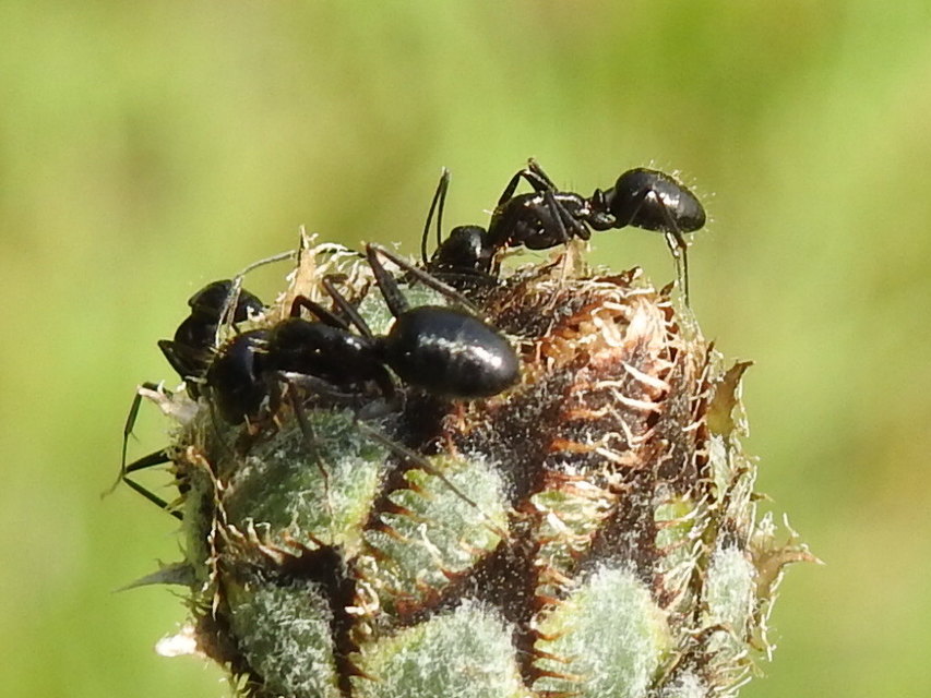 Camponotus aethiops - szőrös lóhangya