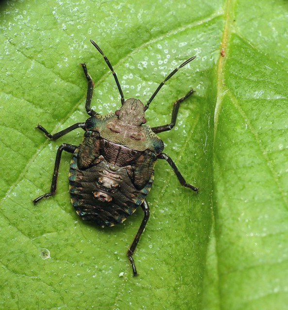 Pentatoma rufipes - vöröslábú címerespoloska Pentatoma rufipes - vöröslábú címerespoloska