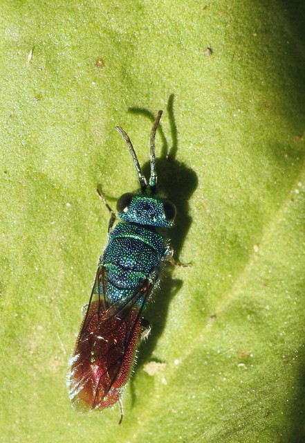Hymenoptera - Hártyásszárnyúak