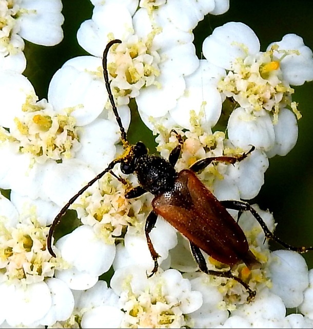 Pseudovadonia livida - barnás virágcincér