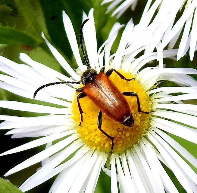 Pseudovadonia livida - barnás virágcincér