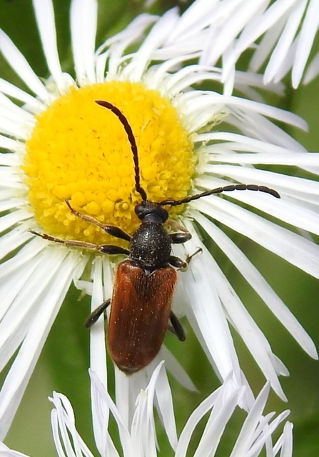 Pseudovadonia livida - barnás virágcincér