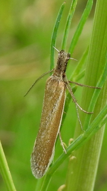 Pleurota