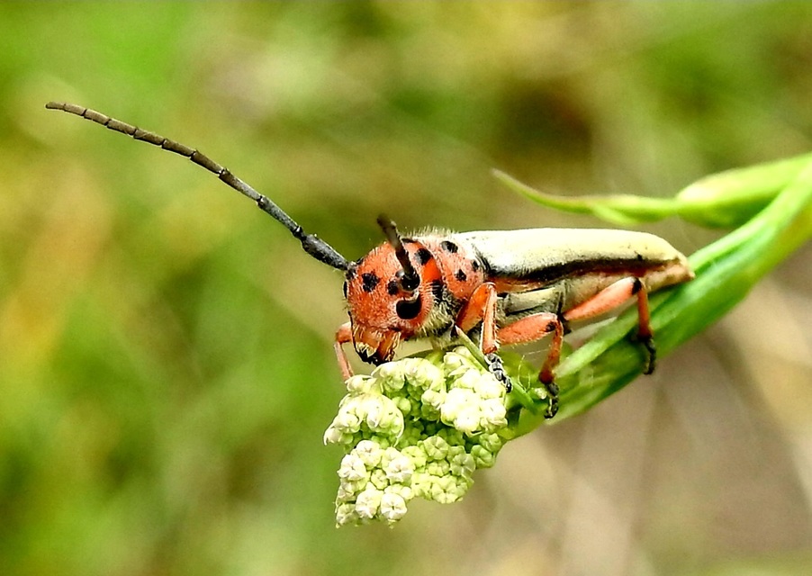 Phytoecia argus - árgusszemű cincér