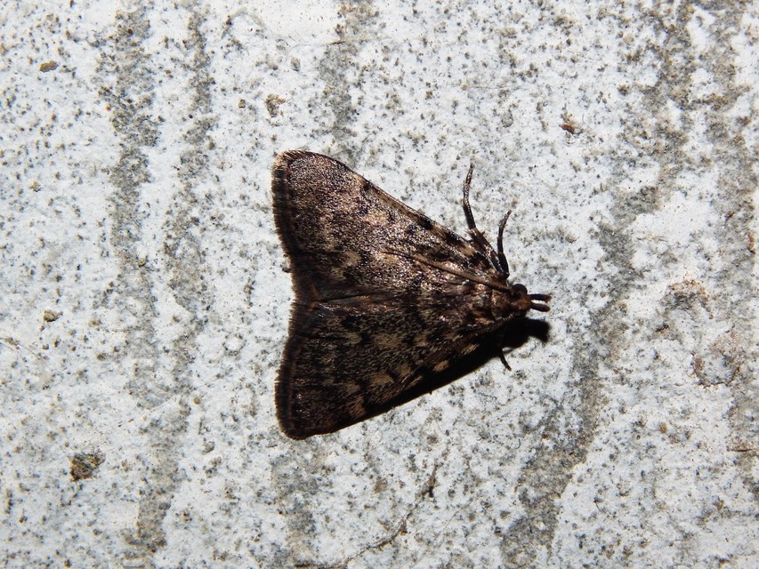 Aglossa pinguinalis - zsiradékmoly