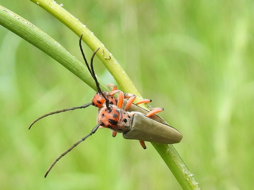 Phytoecia argus - árgusszemű cincér