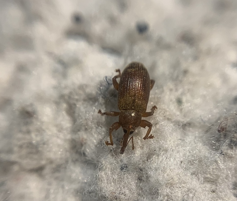 Dorytomus tortrix - csupasz hangormányos