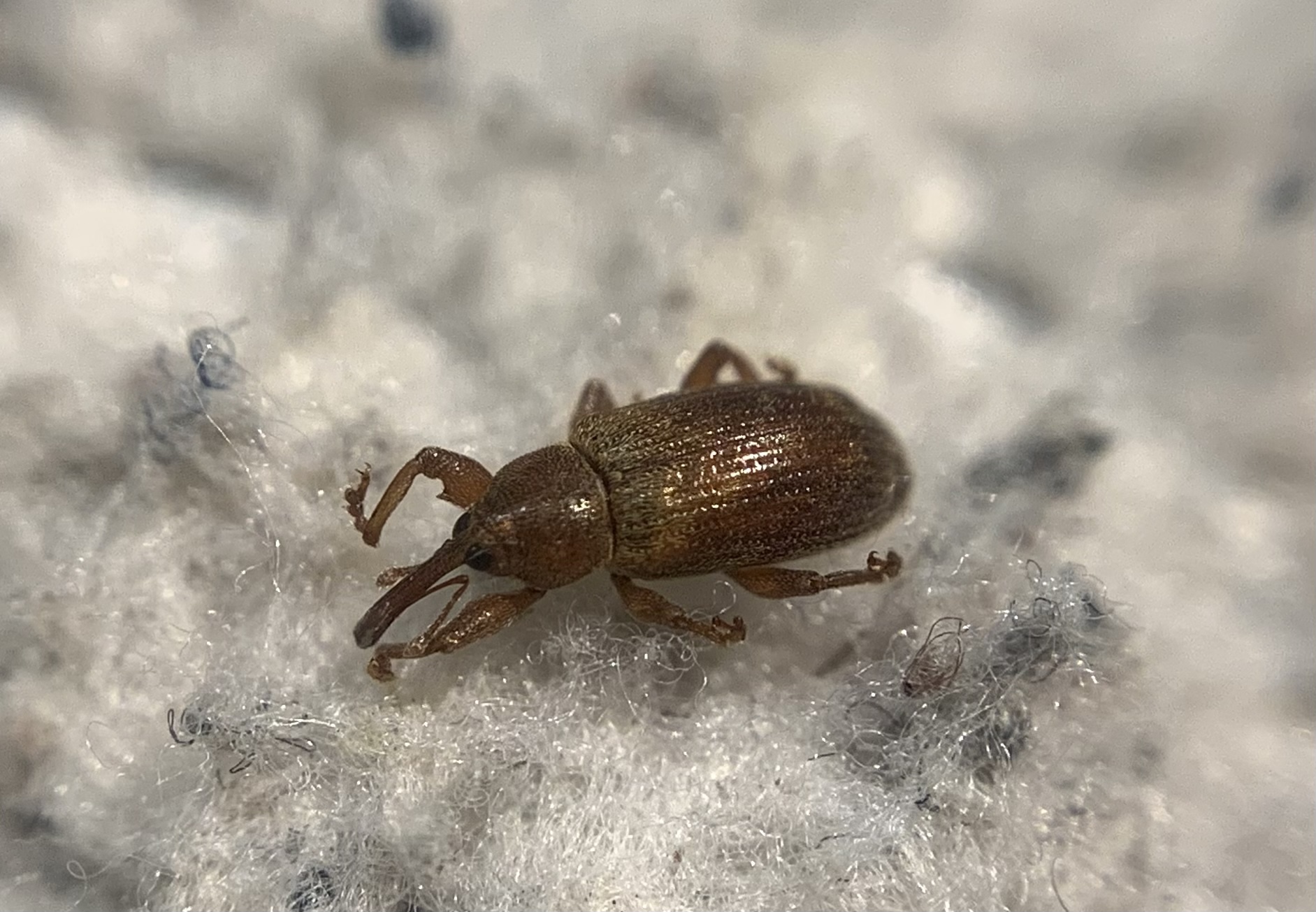 Dorytomus tortrix - csupasz hangormányos