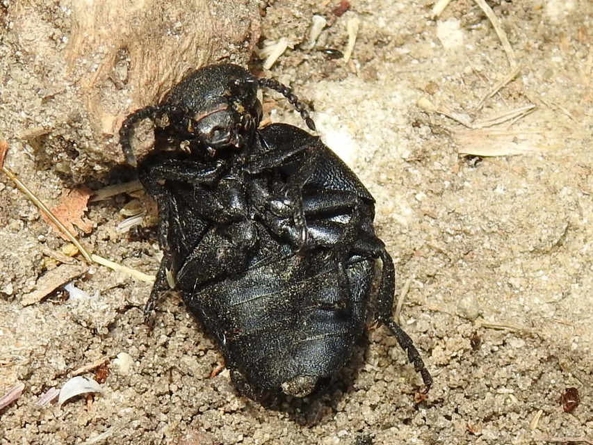 Meloe scabriusculus - érdes nünüke
