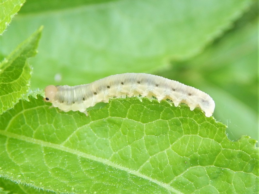 Hymenoptera - Hártyásszárnyúak