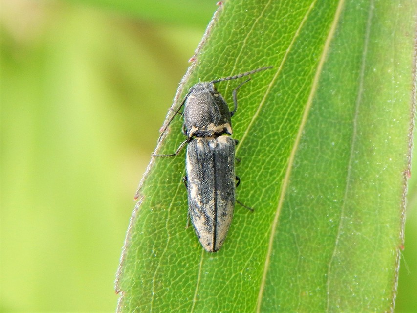 Elateridae - pattanóbogárfélék