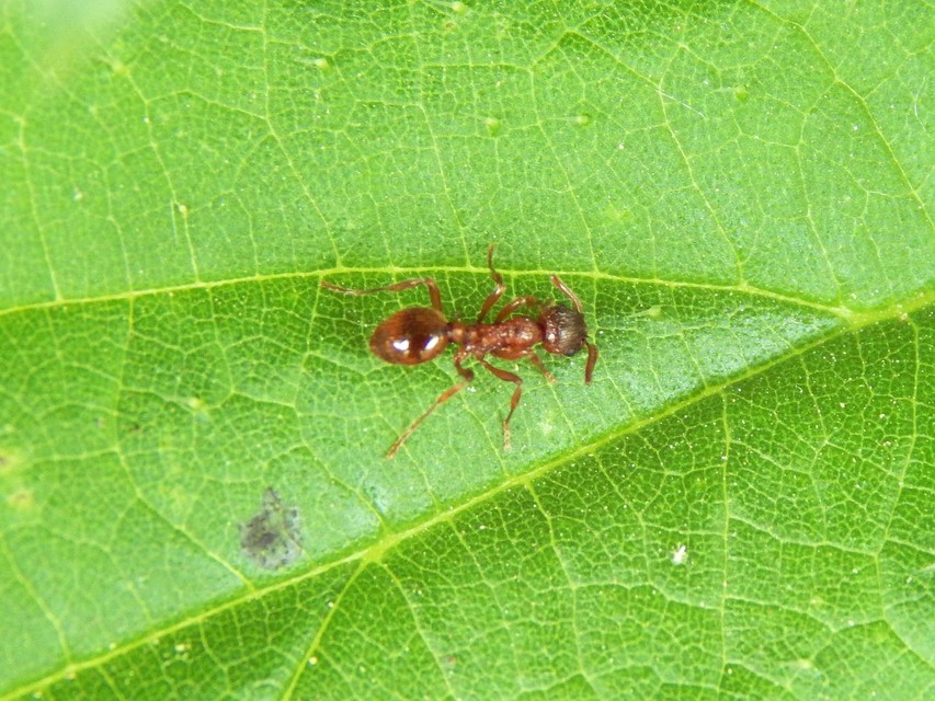 Myrmica