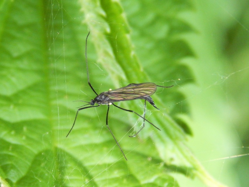 Diptera - Kétszárnyúak