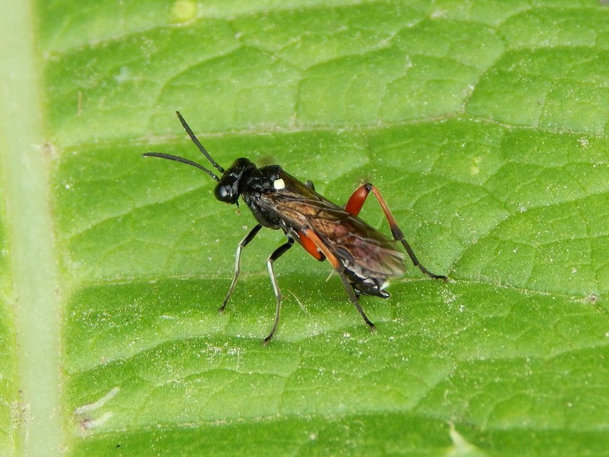 Diptera - Kétszárnyúak