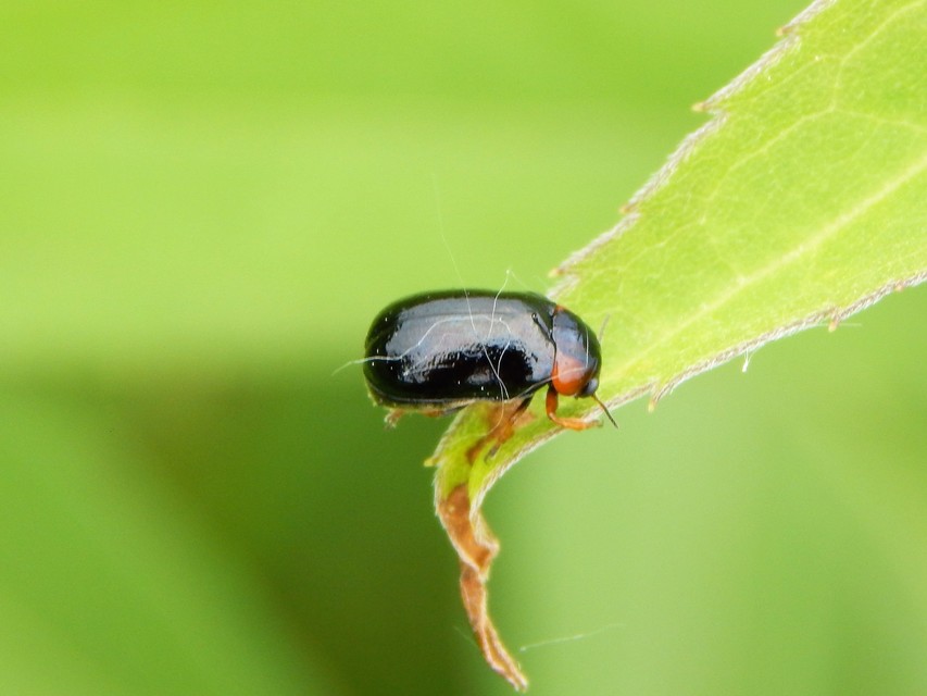Smaragdina