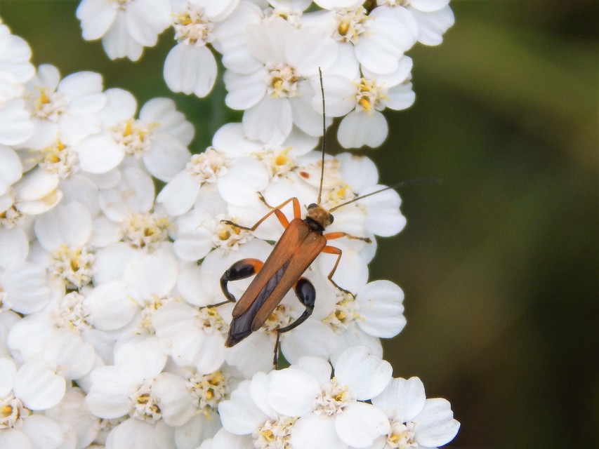 Oedemera podagrariae - székfű-álcincér