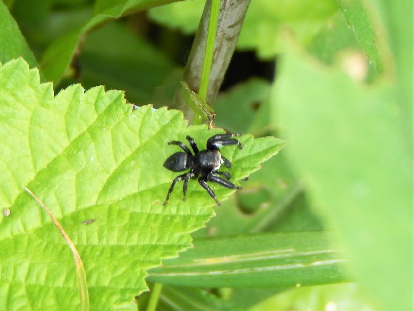 Araneae - Pókok