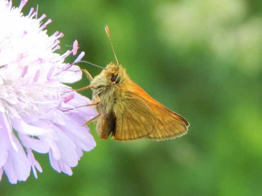 Ochlodes sylvanus - erdei busalepke