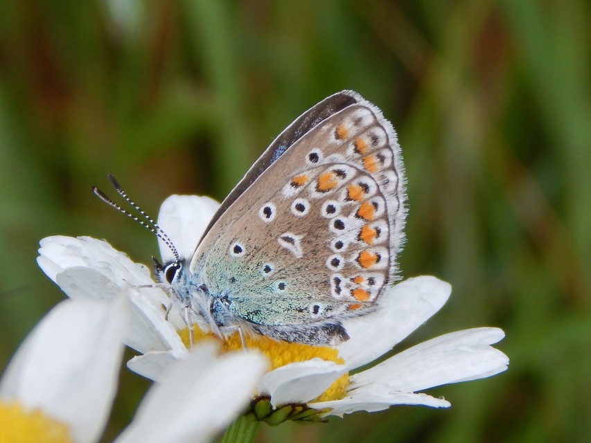 Polyommatus icarus - közönséges boglárka