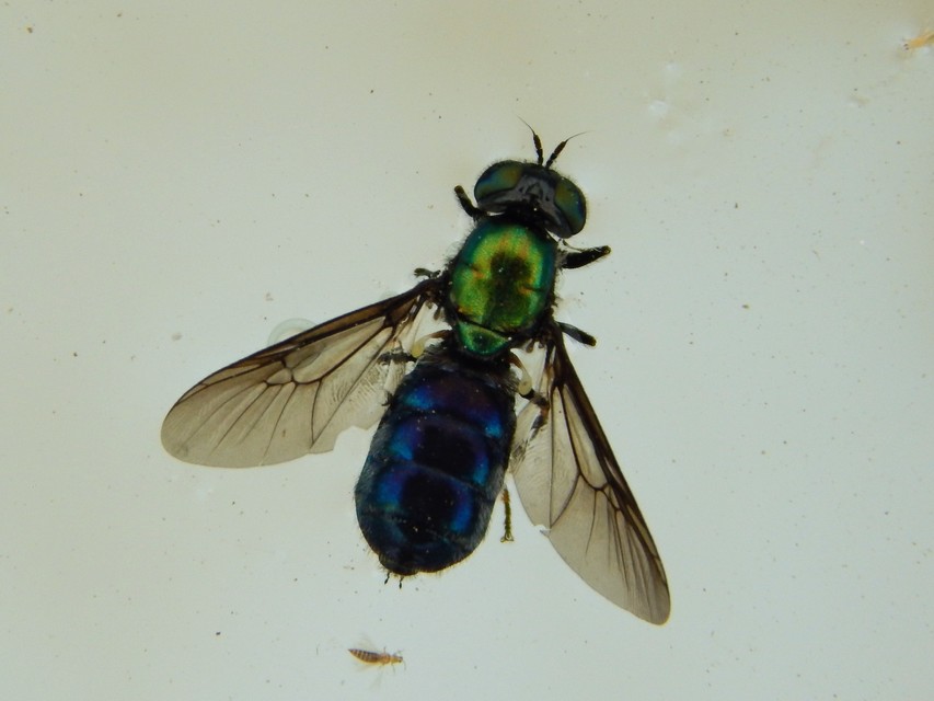 Diptera - Kétszárnyúak