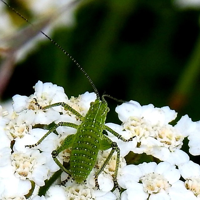 Leptophyes albovittata - közönséges virágszöcske