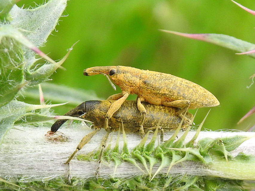 Lixus pulverulentus - mályvafúró dudvabarkó