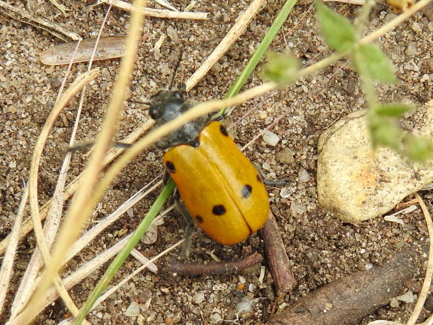 Lachnaia sexpunctata - szőrösnyakú zsákhordóbogár