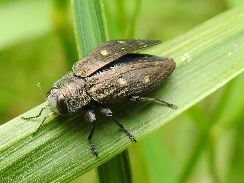 Chrysobothris affinis - aranypettyes díszbogár