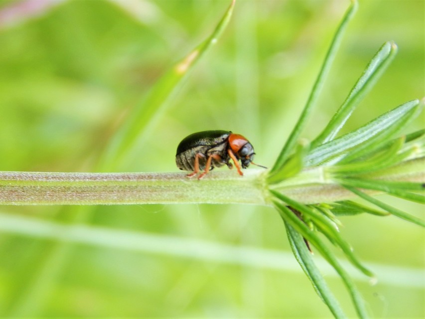 Chrysomelidae - levélbogárfélék