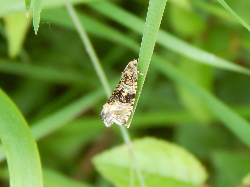 Celypha lacunana - vízparti tükrösmoly
