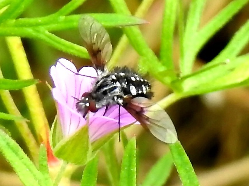Bombylella atra - ezüstpettyes pöszörlégy