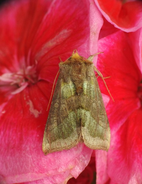 Diachrysia chrysitis - aranybagoly