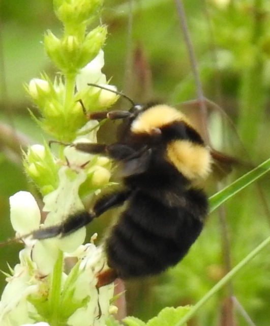 Bombus argillaceus - délvidéki poszméh