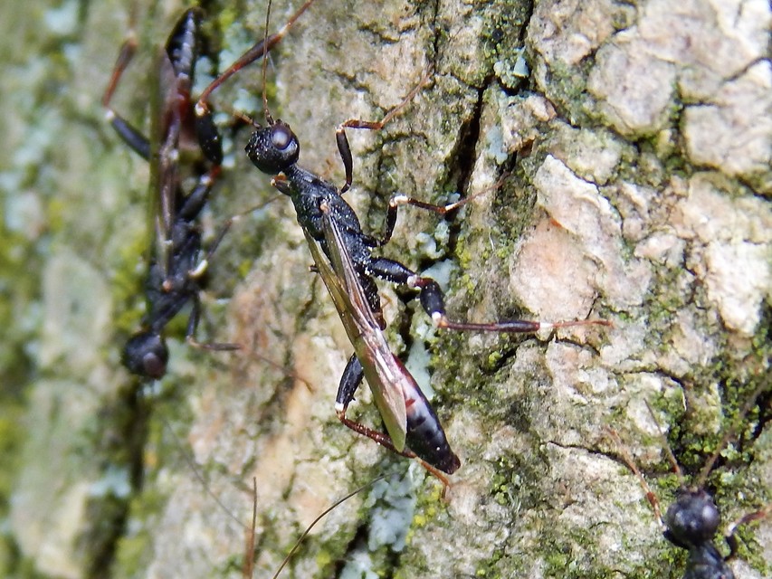 Hymenoptera - Hártyásszárnyúak