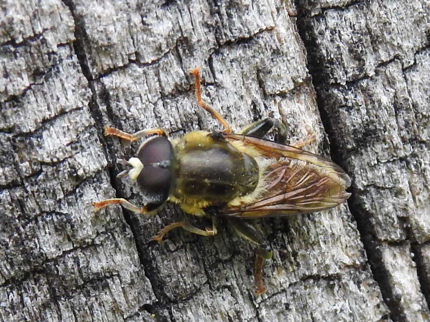 Merodon