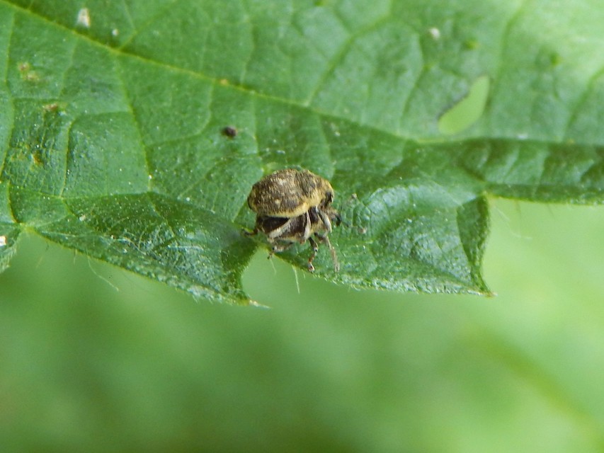 Nedyus quadrimaculatus - közönséges csalánormányos